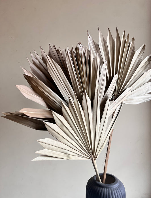 Dried Palm Leaves