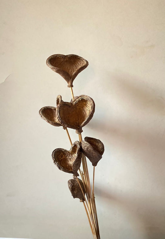 Dried Badam Nut Pods