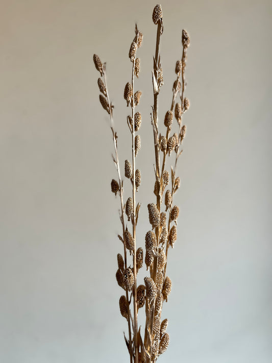 Dried Litchi Bunch- Golden