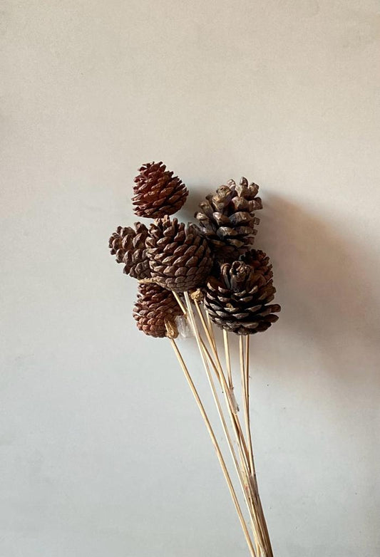 Pine Cones