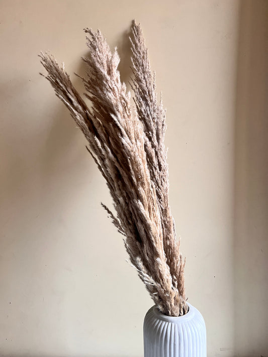 Pampas Grass