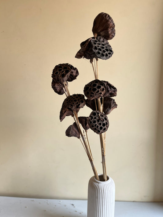 Dried Lotus Pods