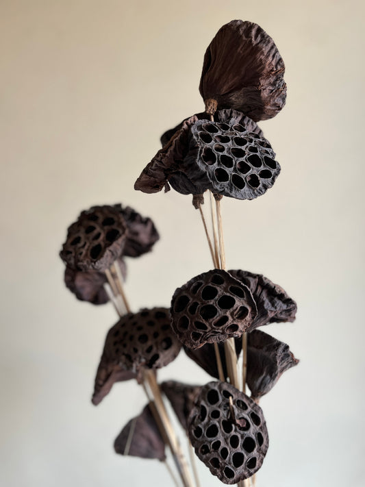 Dried Lotus Pods