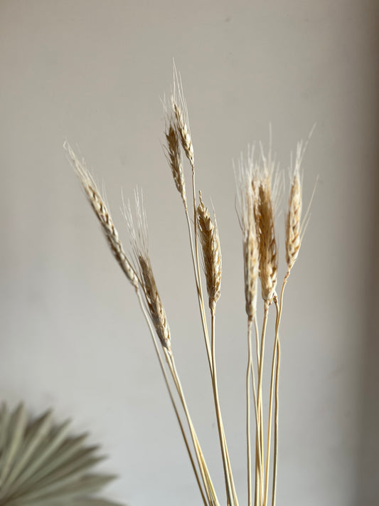 Dried Wheat Grass