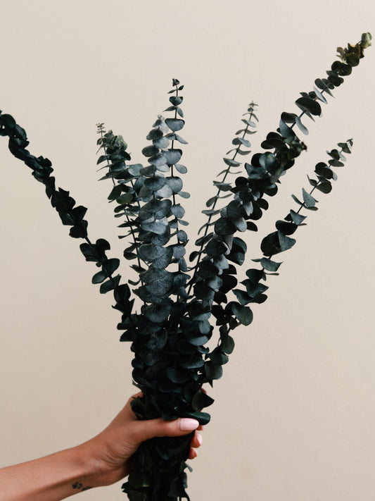 Dried Eucalyptus Leaves